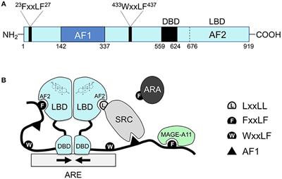 Androgen Receptor Signaling in the Development of Castration-Resistant Prostate Cancer